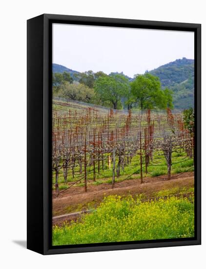 Vineyards in Early Spring, Sonoma Valley, California, USA-Julie Eggers-Framed Premier Image Canvas