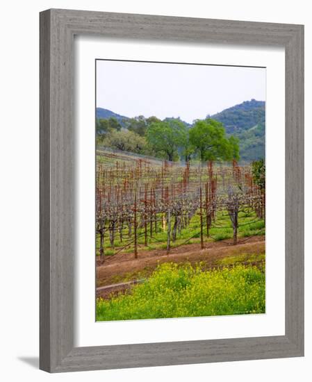 Vineyards in Early Spring, Sonoma Valley, California, USA-Julie Eggers-Framed Photographic Print