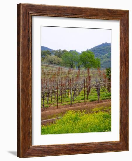 Vineyards in Early Spring, Sonoma Valley, California, USA-Julie Eggers-Framed Photographic Print