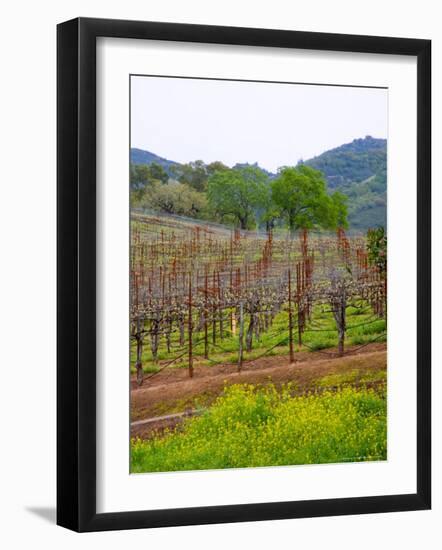 Vineyards in Early Spring, Sonoma Valley, California, USA-Julie Eggers-Framed Photographic Print