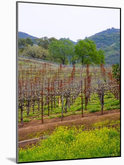 Vineyards in Early Spring, Sonoma Valley, California, USA-Julie Eggers-Mounted Photographic Print