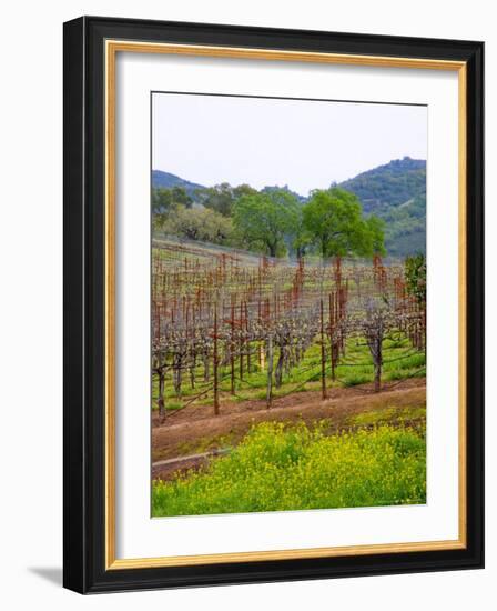 Vineyards in Early Spring, Sonoma Valley, California, USA-Julie Eggers-Framed Photographic Print