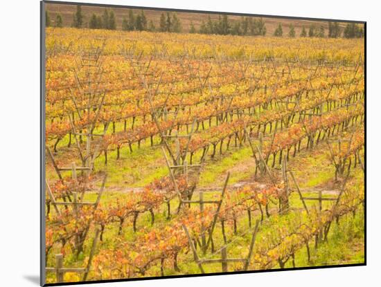 Vineyards in Fall Colors, Juanico Winery, Uruguay-Stuart Westmoreland-Mounted Photographic Print