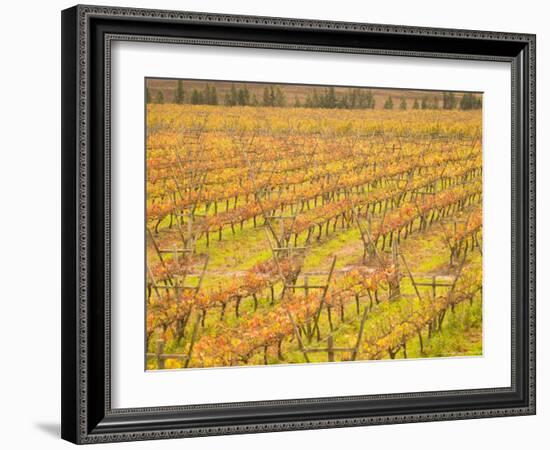 Vineyards in Fall Colors, Juanico Winery, Uruguay-Stuart Westmoreland-Framed Photographic Print