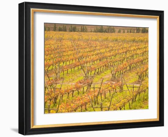 Vineyards in Fall Colors, Juanico Winery, Uruguay-Stuart Westmoreland-Framed Photographic Print