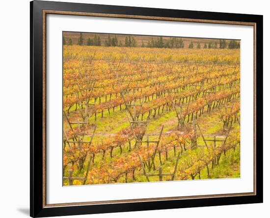 Vineyards in Fall Colors, Juanico Winery, Uruguay-Stuart Westmoreland-Framed Photographic Print