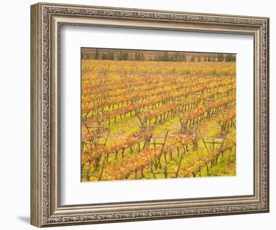 Vineyards in Fall Colors, Juanico Winery, Uruguay-Stuart Westmoreland-Framed Photographic Print
