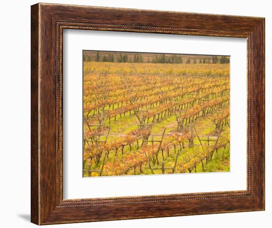Vineyards in Fall Colors, Juanico Winery, Uruguay-Stuart Westmoreland-Framed Photographic Print