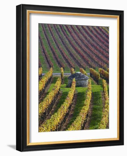 Vineyards in Fall in the Hautes-Cotes of Burgundy-Hans Strand-Framed Photographic Print