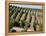 Vineyards in Napa Valley, California, United States of America, North America-Levy Yadid-Framed Premier Image Canvas