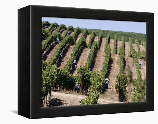 Vineyards in Napa Valley, California, United States of America, North America-Levy Yadid-Framed Premier Image Canvas