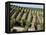 Vineyards in Napa Valley, California, United States of America, North America-Levy Yadid-Framed Premier Image Canvas