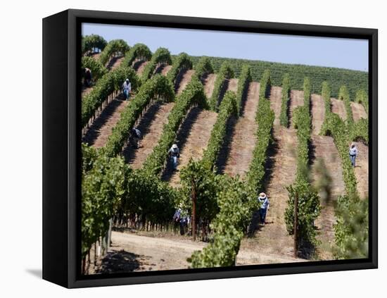 Vineyards in Napa Valley, California, United States of America, North America-Levy Yadid-Framed Premier Image Canvas