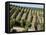 Vineyards in Napa Valley, California, United States of America, North America-Levy Yadid-Framed Premier Image Canvas