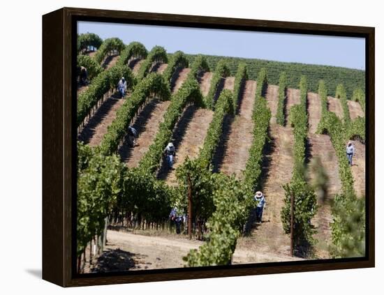 Vineyards in Napa Valley, California, United States of America, North America-Levy Yadid-Framed Premier Image Canvas