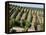 Vineyards in Napa Valley, California, United States of America, North America-Levy Yadid-Framed Premier Image Canvas