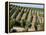 Vineyards in Napa Valley, California, United States of America, North America-Levy Yadid-Framed Premier Image Canvas