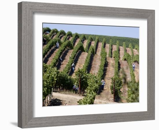 Vineyards in Napa Valley, California, United States of America, North America-Levy Yadid-Framed Photographic Print