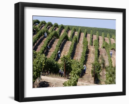 Vineyards in Napa Valley, California, United States of America, North America-Levy Yadid-Framed Photographic Print