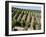 Vineyards in Napa Valley, California, United States of America, North America-Levy Yadid-Framed Photographic Print