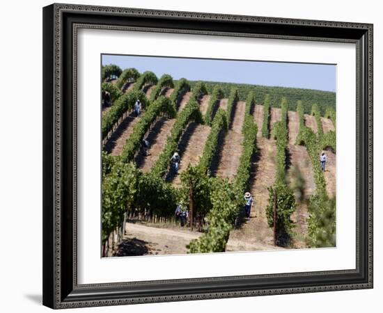 Vineyards in Napa Valley, California, United States of America, North America-Levy Yadid-Framed Photographic Print