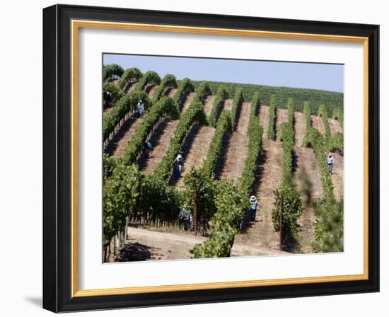 Vineyards in Napa Valley, California, United States of America, North America-Levy Yadid-Framed Photographic Print