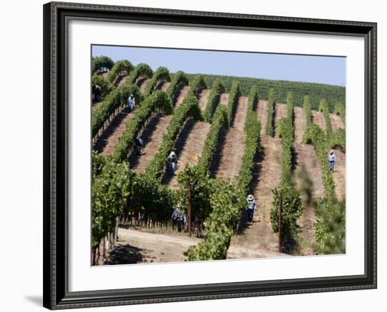 Vineyards in Napa Valley, California, United States of America, North America-Levy Yadid-Framed Photographic Print