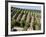 Vineyards in Napa Valley, California, United States of America, North America-Levy Yadid-Framed Photographic Print