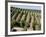 Vineyards in Napa Valley, California, United States of America, North America-Levy Yadid-Framed Photographic Print