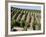 Vineyards in Napa Valley, California, United States of America, North America-Levy Yadid-Framed Photographic Print