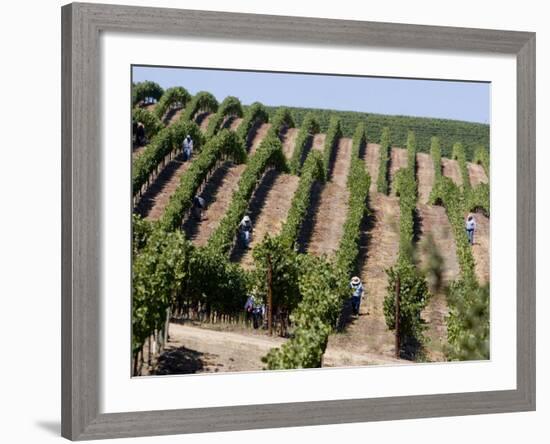 Vineyards in Napa Valley, California, United States of America, North America-Levy Yadid-Framed Photographic Print