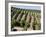 Vineyards in Napa Valley, California, United States of America, North America-Levy Yadid-Framed Photographic Print