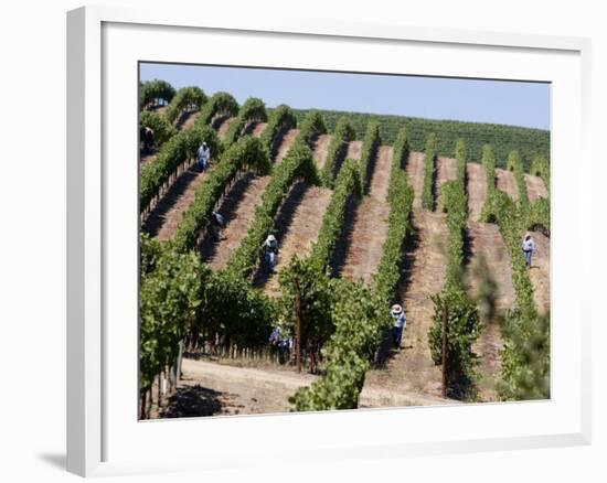 Vineyards in Napa Valley, California, United States of America, North America-Levy Yadid-Framed Photographic Print