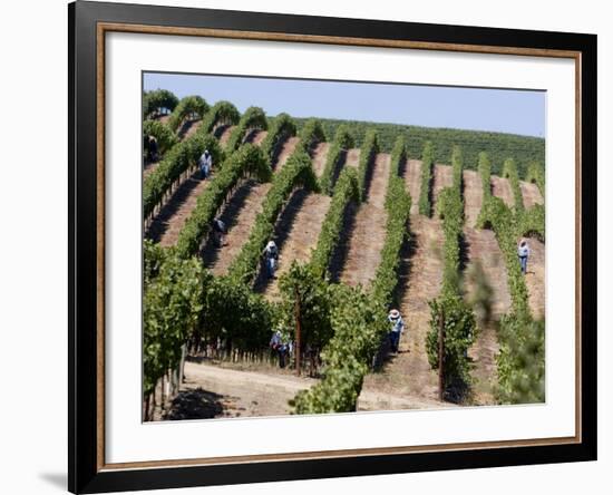 Vineyards in Napa Valley, California, United States of America, North America-Levy Yadid-Framed Photographic Print