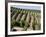 Vineyards in Napa Valley, California, United States of America, North America-Levy Yadid-Framed Photographic Print