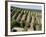 Vineyards in Napa Valley, California, United States of America, North America-Levy Yadid-Framed Photographic Print