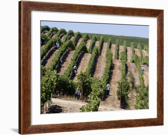 Vineyards in Napa Valley, California, United States of America, North America-Levy Yadid-Framed Photographic Print