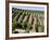 Vineyards in Napa Valley, California, United States of America, North America-Levy Yadid-Framed Photographic Print