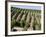 Vineyards in Napa Valley, California, United States of America, North America-Levy Yadid-Framed Photographic Print