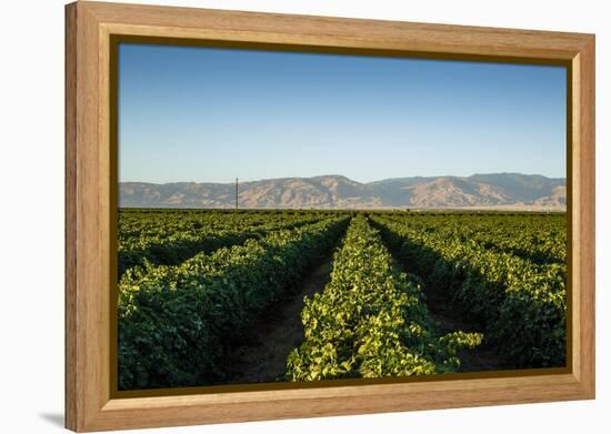 Vineyards in San Joaquin Valley, California, United States of America, North America-Yadid Levy-Framed Premier Image Canvas