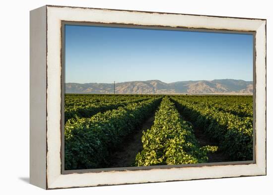 Vineyards in San Joaquin Valley, California, United States of America, North America-Yadid Levy-Framed Premier Image Canvas