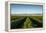 Vineyards in San Joaquin Valley, California, United States of America, North America-Yadid Levy-Framed Premier Image Canvas