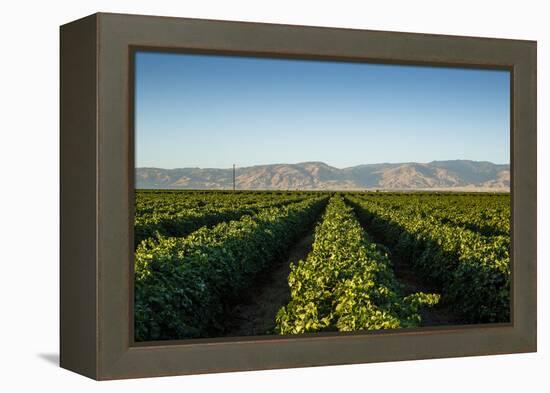 Vineyards in San Joaquin Valley, California, United States of America, North America-Yadid Levy-Framed Premier Image Canvas