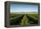 Vineyards in San Joaquin Valley, California, United States of America, North America-Yadid Levy-Framed Premier Image Canvas