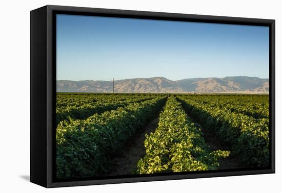 Vineyards in San Joaquin Valley, California, United States of America, North America-Yadid Levy-Framed Premier Image Canvas