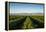 Vineyards in San Joaquin Valley, California, United States of America, North America-Yadid Levy-Framed Premier Image Canvas