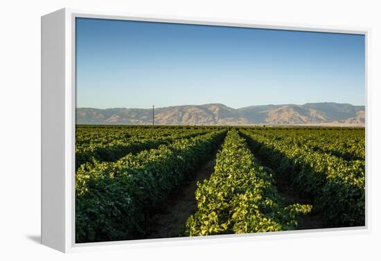 Vineyards in San Joaquin Valley, California, United States of America, North America-Yadid Levy-Framed Premier Image Canvas