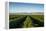 Vineyards in San Joaquin Valley, California, United States of America, North America-Yadid Levy-Framed Premier Image Canvas