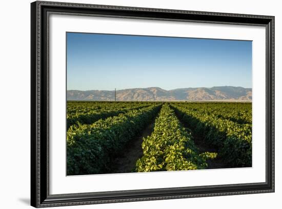 Vineyards in San Joaquin Valley, California, United States of America, North America-Yadid Levy-Framed Photographic Print