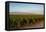 Vineyards in San Joaquin Valley, California, United States of America, North America-Yadid Levy-Framed Premier Image Canvas